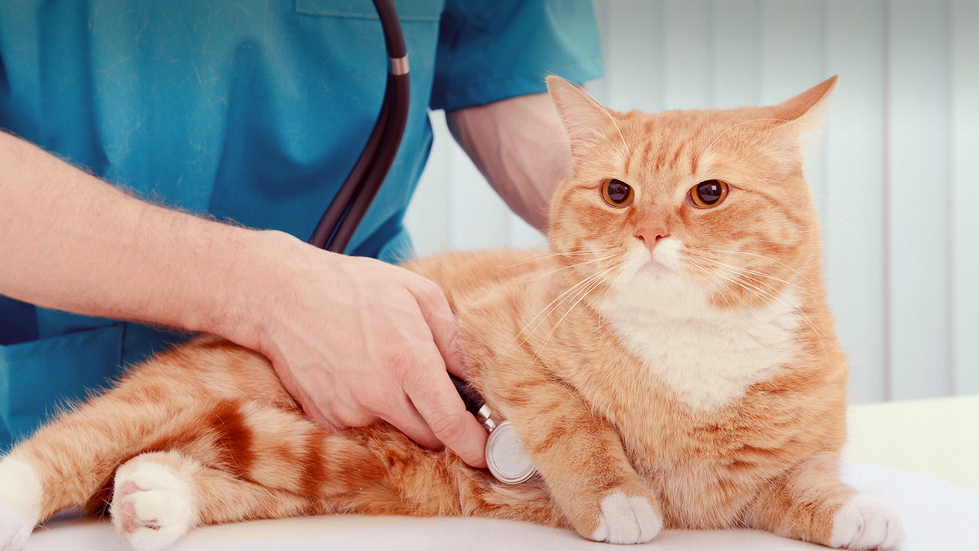 媄吉宠宠物医院 - Banner 1